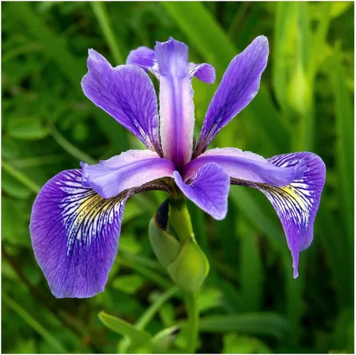 Everwilde Farms - Semillas de flores silvestres nativas con bandera azul del sur de 1 onza - Gold Vault