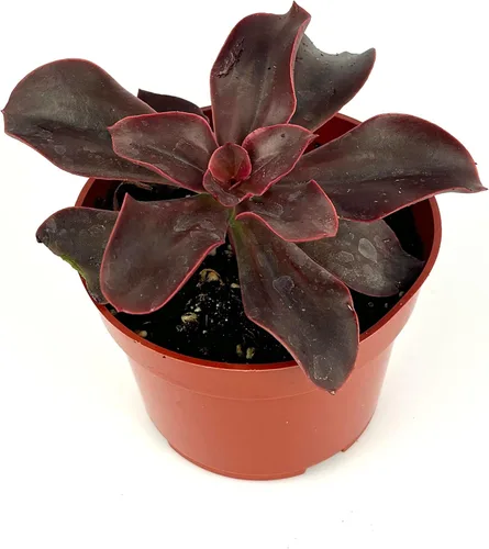 Miniatura 2 de Planta suculenta Red Barron Echeveria, maceta de 4 pulgadas