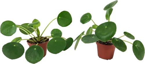 Juego de 2 plantas Pilea peperomioides (maceta de 2 pulgadas) (planta de dinero chino/planta de panqueques/planta OVNI)