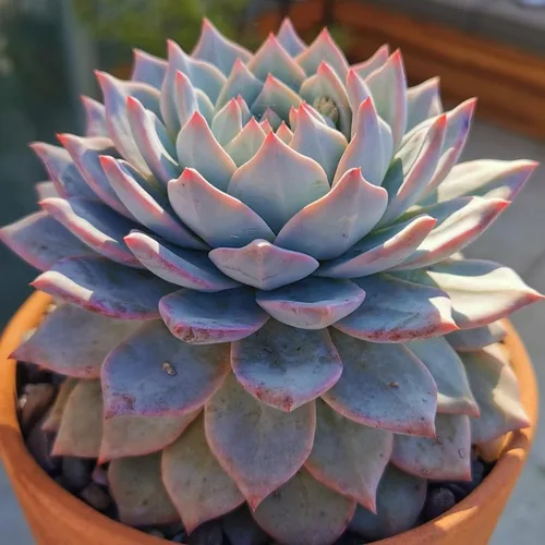 Miniatura 3 de Echeveria Suculents Plantas vivas para cultivar, suculentas de Echeveria vivas, plantas de Echeveria vivas, suculentas de Echeveria viva, pájaro