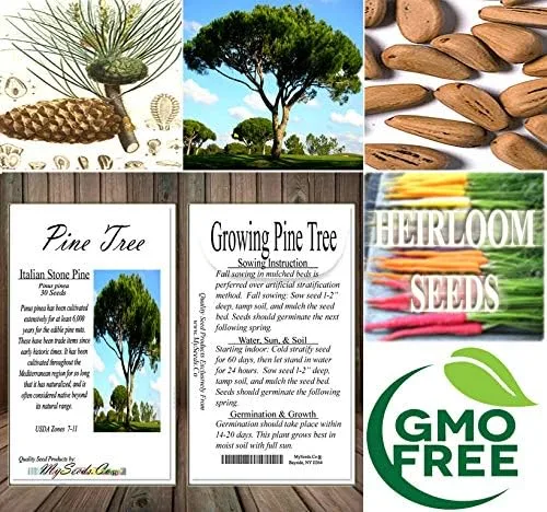 Miniatura 7 de Semillas para árbol de pino sin transgénicos de MySeeds.Co