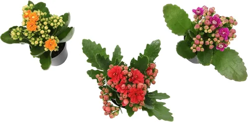 Miniatura 2 de Kalanchoe - Paquete de 3 plantas de flores, decoración de plantas de escritorio, regalos de suculentas vivas para amantes de las plantas, ideas