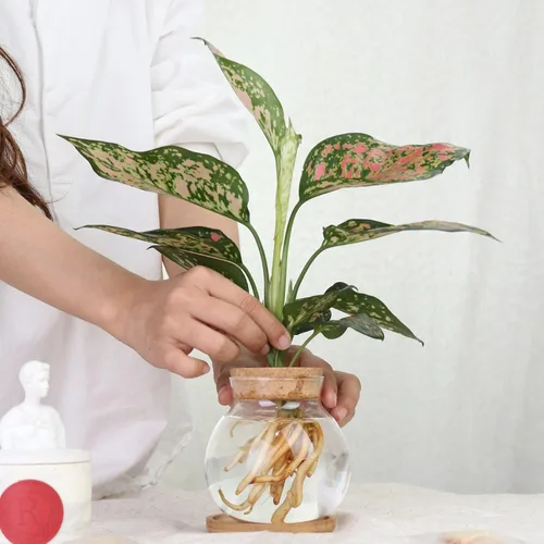 Miniatura 3 de Estación de Propagación de Plantas CHPINDAM, Jarrones de Contenedor de Vidrio Hidropónico, con Plato de Madera para Escritorios, Casas, Decoraciones