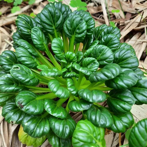 Tatsoi Seeds Asian Greens Mustard Heirloom (500 semillas) – Sin OMG – Semillas siempre frescas – Semillas de siembra para huerto doméstico