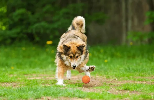Miniatura 6 de Snug Pelotas de goma para perros pequeños y medianos, tamaño de pelota de tenis, prácticamente indestructibles (paquete de 3, calientes)