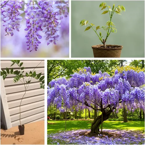 Miniatura 2 de Plántula de árbol de glicina morada – Planta de vid floreciente bien enraizada de 1 año – Árbol trepador de rápido crecimiento para enrejados
