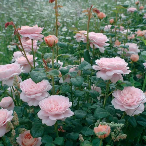 Miniatura 3 de Rosas arbustivas inglesas de reliquia, planta de raíz propia viva para jardín al aire libre, Queen of Sweden®, Moderadamente fragantes, Zonas