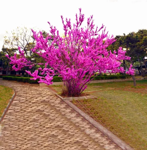 Miniatura 5 de 50 semillas de árbol Redbud Arbusto Cercis o Bonsái Rosa Púrpura Flor Semillas Raras