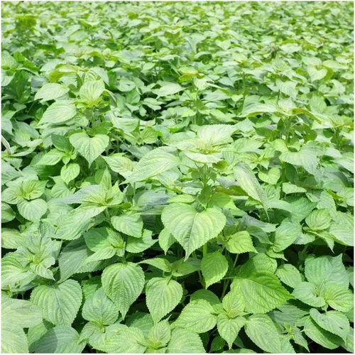 Miniatura 2 de 100 semillas de perilla verde SHISO – Planta BEEFSTEAK hierba