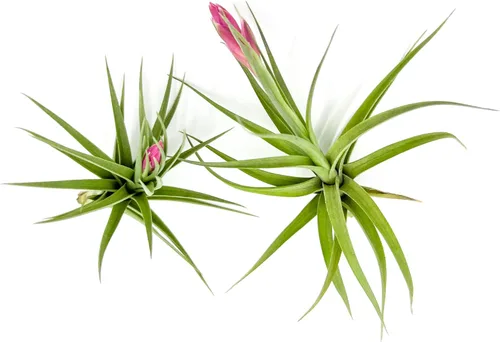 Miniatura 31 de ragnaroc Air Plants - Tillandsia Caput Medusae Floreciente, Grande 5-7" - 1ct - Llegada Viva Garantizada - Plantas de Casa para Decoración del Hogar