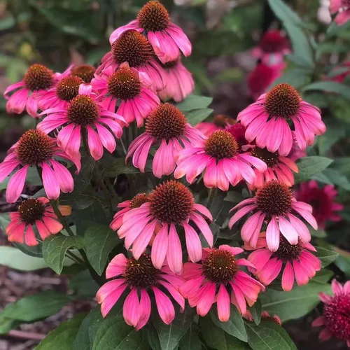 Miniatura 8 de 100 semillas de equinácea morada – Semillas de flores de equinácea rosa para plantar, variedad de reliquia sin OMG para jardines de flores silvestres
