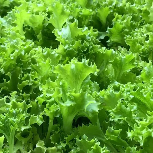 Miniatura 2 de Mezcla de ensalada de primavera 25000 semillas para plantar 'Cut and Come Again', 12 variedades de lechuga, espinaca, rúcula y col rizada.