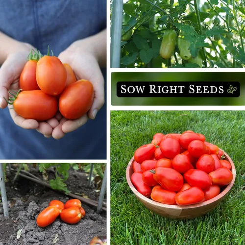 Miniatura 4 de Sow Right Seeds - Semillas de tomate Roma para plantar - Variedad determinada sin OMG - Ideal para exteriores - Alto rendimiento - Ideal