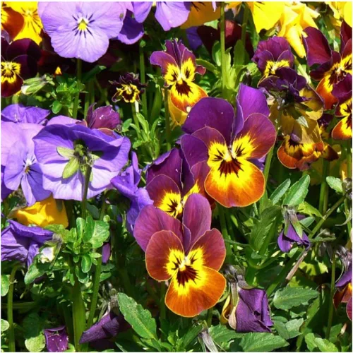 Miniatura 3 de Seed Needs Semillas de viola para plantar violas Bambini, flores anuales de polinización abierta para plantar y cultivar un jardín de mariposas