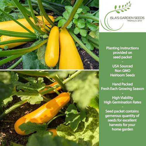 Miniatura 2 de Semillas de calabaza de verano de cuello recto amarillo prolífico temprano para plantar, más de 50 semillas vegetales tradicionales por paquete