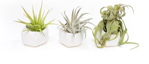 Air Plant Shop Juego de 3 soportes geométricos blancos con plantas de aire mixtas, al por mayor y a granel, suculentas - Tillandsia viva - Plantas