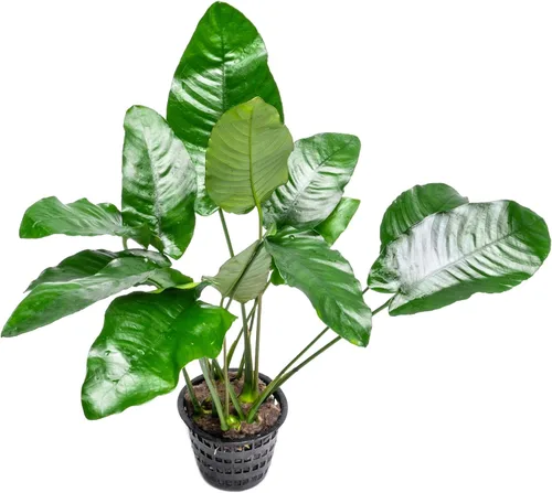 Miniatura 23 de SubstrateSource Plantas vivas – Anubias Hastifolia (Anubias hastifolia) – Luz baja a moderada, hojas en forma de flecha de color verde medio a