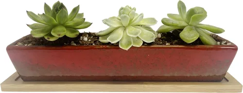 Maceta suculenta roja rectangular larga, mini contenedores de cerámica con platillos de bambú. Tamaño del producto: 9.8 x 2.45 x 1.77 pulgadas, no