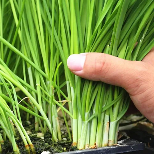 Miniatura 3 de Semillas de cebollino de ajo - 500 semillas para plantar - Hierba perenne para jardín y cocina