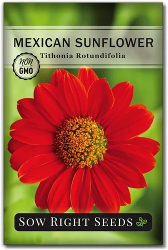 Sow Right Seeds - Semillas de girasol mexicano para plantar - Paquete de reliquia sin OMG con instrucciones para cultivar - Flores de color naranja