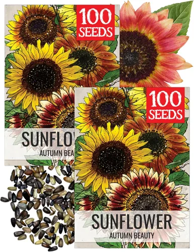 Miniatura 67 de Seed Needs Semillas de girasol para plantar girasoles de manchas solares enanas, semillas de flores de corte anual de polinización abierta