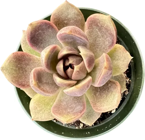 Miniatura 6 de Sprout N Green Echeveria agavoides 'Lipstick', suculenta viva totalmente arraigada en maceta de inicio de 4 pulgadas, planta de casa para interiores