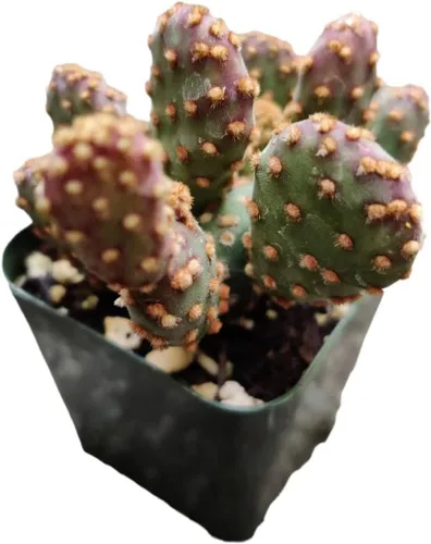 Miniatura 8 de Plantas de Cactus y Suculentas Vivas (Maceta de 5 cm Oscularia deltoides 'Planta de Hielo Rosa')