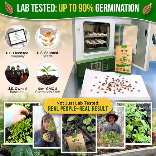Miniatura 2 de Organo Republic Paquete de semillas de anís 5G – Más de 1800 semillas de anís reliquia sin OMG para plantar hierbas en paquete de semillas