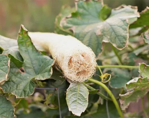 Miniatura 3 de 30 Uds Suave Esponja Calabaza Semillas Loofah Serpiente Melón EE.UU. Semillas Vegetales Asiáticas Heirloom