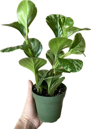 Miniatura 5 de Planta de caucho vivo – Mármol Peperomia – Mármol Peperomia Obtusifolia abigarrado – Disponible en macetas de 3, 4 y 6 pulgadas – Vendedor de CA