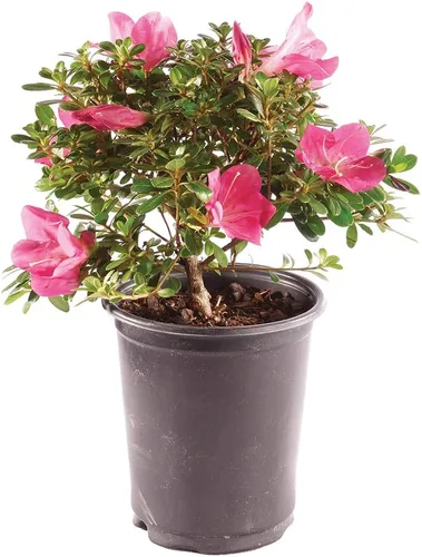 Árbol de Bonsái Brussel's Bonsái - Bonsái Satsuki Azalea Vivo, para Exteriores, Árbol de Bonsái con Flores Vivas - Pequeño, 5 Años de Edad, 12 a 20