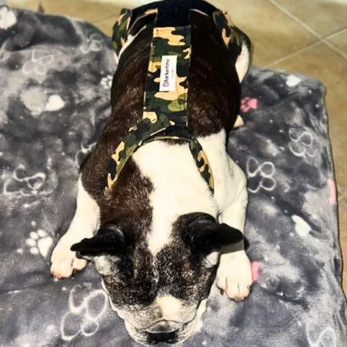 Miniatura 3 de Pañal para perro Camo on Brown, L, con agujero para la cola, fabricado en Estados Unidos