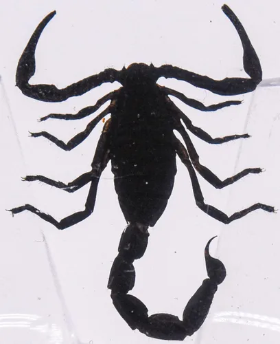 Miniatura 17 de 44mm de escorpión negro real en resina de lucite transparente cristalina, especímenes de artesanía, insectos de varios animales, colección