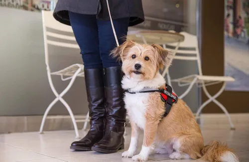 Miniatura 8 de Industrial Puppy Arnés de chaleco de apoyo emocional, chaleco duradero y ajustable para perro con correas reflectantes, parches extraíbles, asa