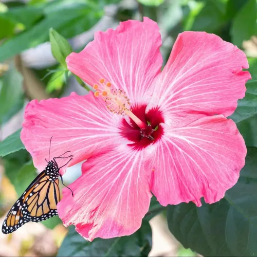 Miniatura 2 de Semillas de flores de hibisco para plantar, plantas exóticas, semillas de bonsái, flor gigante, plantas tropicales en maceta, semillas de reliquia
