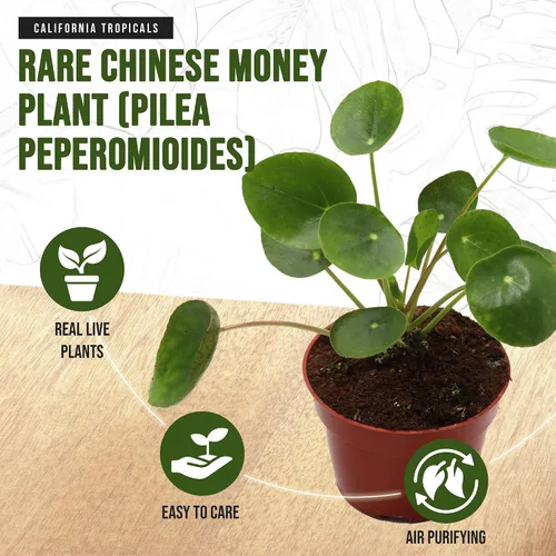 Miniatura 3 de California Tropicals Planta de dinero chino rara (Pilea Peperomioides) – Planta de casa viva, maceta de 4 pulgadas para un fácil cuidado, perfecta