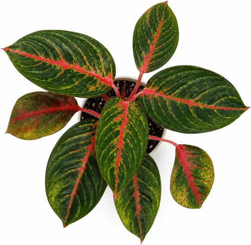 Miniatura 2 de Agloanema Garnet House Plant, Chinese Evergreen Live Plant for Indoor Spaces, Colorful Aglaonema Live Plant, Feng Shui Plants Live Houseplants for