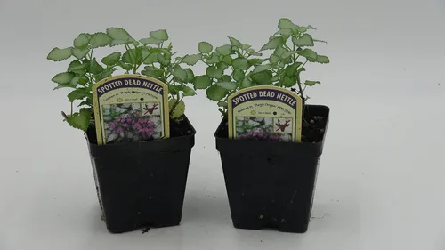 Miniatura 19 de Greenwood Nursery: Plantas vivas de cobertura del suelo - Bugleweed Blueberry Muffin + Ajuga Reptans - [Cantidad: 1x Maceta de Pinta]