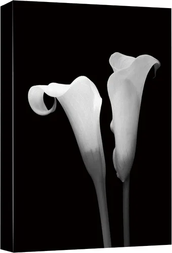 NWT Lienzo impreso para pared, diseño de lirio de cala, dúo de plantas florales, fotografía, arte moderno, glamour, primer plano, dramático, blanco