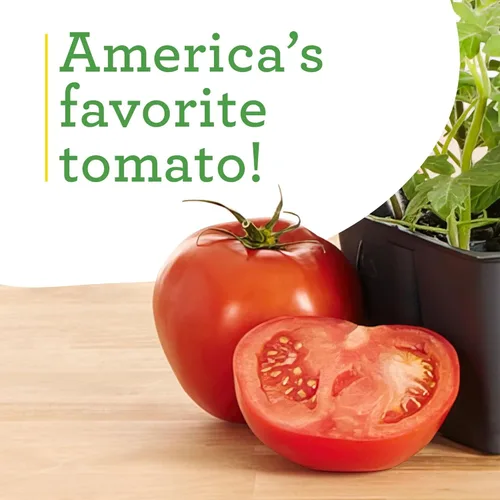 Miniatura 5 de Bonnie Plants Better Boy Tomate Plántula, Planta Viva, para Hamburguesas, Salsa y Salsas, Pleno Sol, 3 Pulgadas Cúbicas, Paquete de 6
