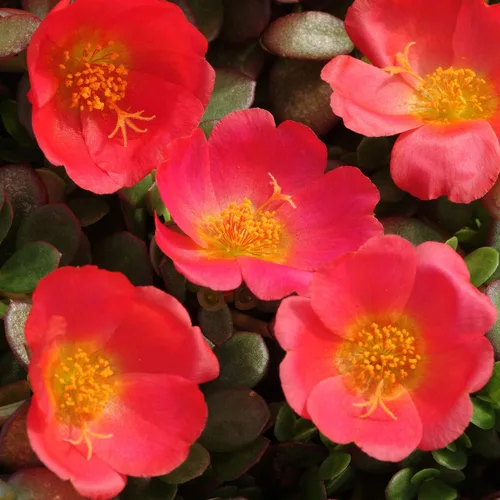 Miniatura 7 de Outsidepride Semillas de verdolaga escarlata para plantar, 50 unidades anuales, fáciles de cultivar, ricas en vitaminas y tolerantes a la sequía