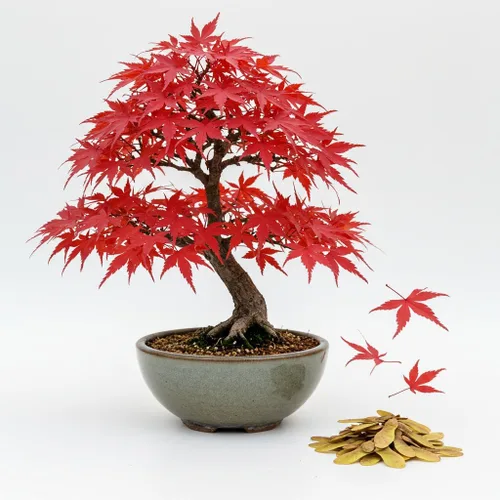Semillas de árbol de bonsái, arce rojo japonés, más de 20 semillas, muy apreciadas para bonsái, semillas de arce japonés (ACER palmatum) 20+semillas