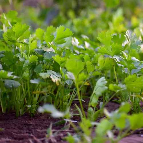 Miniatura 8 de Semillas de cilantro (Ocio) (300 Semillas)