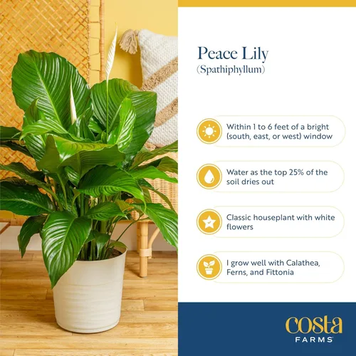 Miniatura 5 de Costa Farms Peace Lily - Planta viva en maceta decorativa, planta de interior purificadora de aire, perfecta para decoración del hogar, habitación u