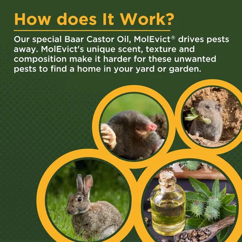 Miniatura 3 de Baar Products - Aceite de castor para topos de césped MolEvict - Repelente de topos y ratones de campo - Protección para césped y jardín - Hasta
