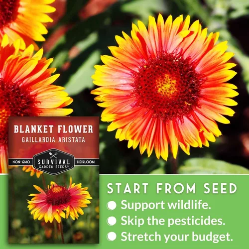 Miniatura 4 de Survival Garden Seeds - Semillas de flores para plantar - Paquete con instrucciones para plantar y cultivar Gaillardia Pulchella en el huerto de tu