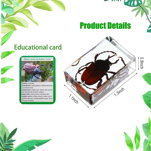 Miniatura 2 de Colección de insectos en resina, juego educativo de espécimen de insectos para niños, perfecto para preescolar, ciencia de aula y exhibiciones