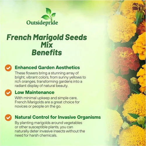 Miniatura 3 de Outsidepride Mezcla de Semillas de Caléndula Francesa - 1 Lb. Anuales, Compactas, Semillas de Flores Tolerantes al Calor y la Sequía para Plantar