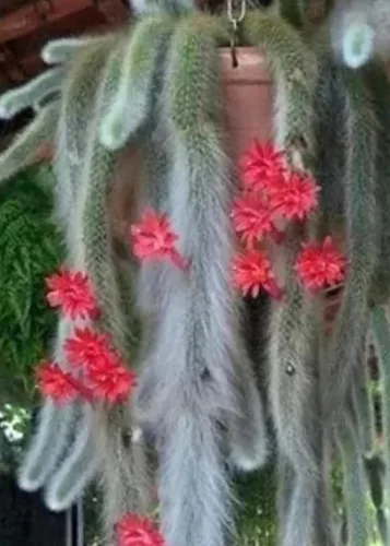 Miniatura 4 de Cactus de cola de mono de 4 pulgadas (Cleistocactus Colademonis) - Fácil de cultivar en interiores/exteriores, luz solar indirecta. Suelo bien