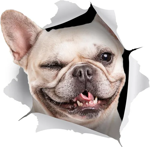 Miniatura 9 de Winston & Bear Calcomanías 3D para perros, paquete de 2 unidades, calcomanías de bulldog francés blanco y negro para pared, nevera, inodoro y más